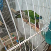 طوطی گرینچیک سخنگو