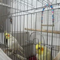 عروس هلندی|پرنده|بهاباد, |دیوار