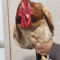 خروس زیبا وسالم ارگانیک