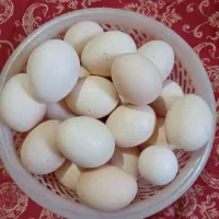 فروش ۵۰عددتخم مرغ محلی|خوردنی و آشامیدنی|شوشتر, |دیوار