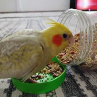 عروس هلندی گمشده|حیوانات|پاکدشت, حصار امیر|دیوار