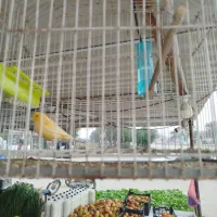 قناری مست|پرنده|سوسنگرد, |دیوار