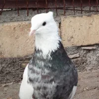 کرمانشاهی اصیل