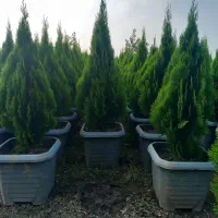 درخت بندار بن بالا شهر داری ماده ۷|خدمات باغبانی و درختکاری|ری, اقدسیه|دیوار