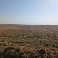 ۲۰ هکتار زمین کشاورزی آبیاری برای فروش|فروش دفتر صنعتی، کشاورزی، تجاری|اهواز, کمپلو جنوبی|دیوار