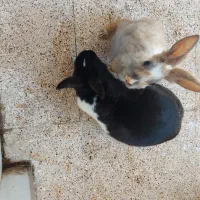 دوتا خرگوش نروماده