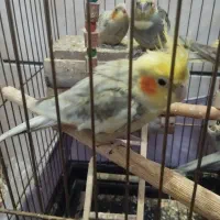 عروس هلندی یک نر دو ماده|پرنده|کرج, شهرک سهرابیه|دیوار