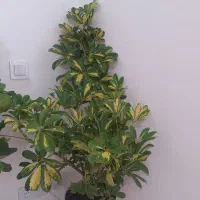 گل های لوکس آپارتمانی