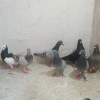 تعداد ۷ عدد کبوتر
