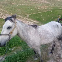 چند عدد اسب مادیان