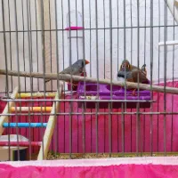 فنچ