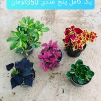 گل بابا آدم|گل و گیاه طبیعی|کرج, نوروزآباد|دیوار