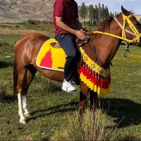 مادیون ترکمن ۴ به ۵|اسب و تجهیزات اسبسواری|قائمشهر, |دیوار