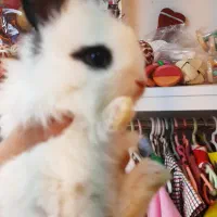 خرگوش های مینیاتوری چشم آهویی(دوست بچه ها)|موش و خرگوش|تهران, تهرانپارس غربی|دیوار