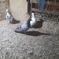 س چند جفت کبوترسالم سرمست المانی|پرنده|سورک, |دیوار