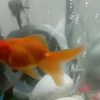 ماهی گلدفیشوتگزاس مفت