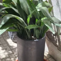 گل آپارتمانی برگه  عبای