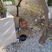 سگ پیت پول امروز گم شده|حیوانات|نشتارود, |دیوار