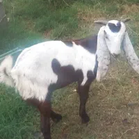 بزغاله نر پاکستانی