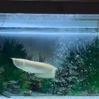 اروانا آلبینو