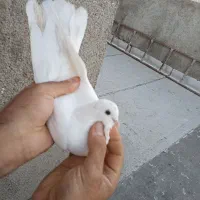 کبوتر|پرنده|رباط‌کریم, شهرک صنعتی نصیرآباد|دیوار