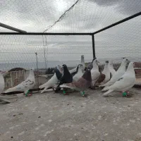 کفتربوم|پرنده|سیدآباد, |دیوار