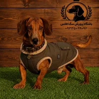 واگذاری سگ داشهوند یا سوسیسی اصیل زیبا