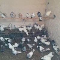 کفتر|پرنده|سلماس, |دیوار