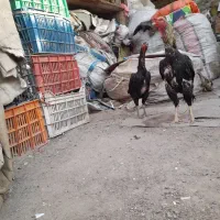 مرغ وخروس لاری