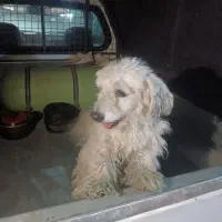 سگ پاکوتاه گمشده|حیوانات|تهران, زنجان جنوبی|دیوار