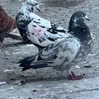 کبوتر بعدظهری|پرنده|رشت, فرزانه|دیوار