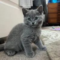 بچه گربه اسکاتیش