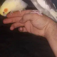 لشکر اباد|پرنده|کرخه, |دیوار