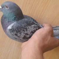 کبوتر پلاکی جوان ماده