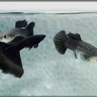 ۴۰عدد ماهی گوپی فول بلک مولد