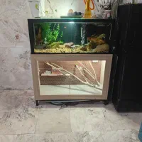 اکواریوم و قفس پرنده|ماهی|صومعهسرا, |دیوار