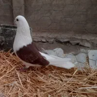 دوکت نوک ریز