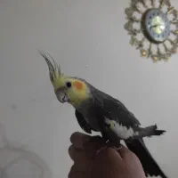 عروس هلندی آواز خون|پرنده|تبریز, |دیوار