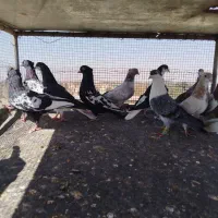 کبوتر کفتر بومب رنگه|پرنده|مشهد, منزل آباد|دیوار