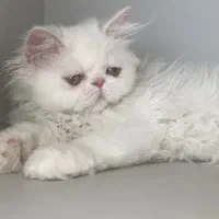 گربه پرشین پسر ۲/۵ ماه