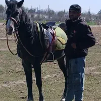 اسب|اسباب و اثاث بچه|شاهدشهر, |دیوار