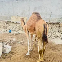 شتر|حیوانات مزرعه|قشم, |دیوار