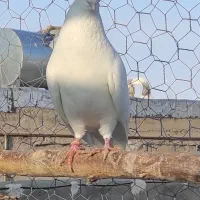 کبوتر‌پرشی|پرنده|مهربان, |دیوار