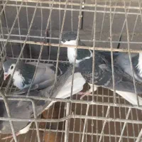 نروماده واز وچندتا نر|پرنده|اصفهان, حصه جنوبی|دیوار