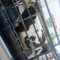 ۱۳000000|حیوانات مزرعه|بم, |دیوار