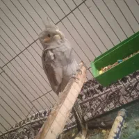 جوجه عروس هلندی 800