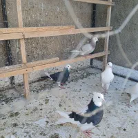 ۵عدد کفتر خوب