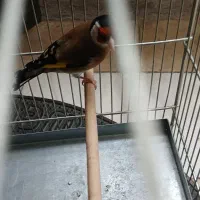 سهره