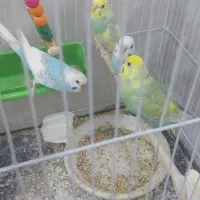 مرغ عشق رینبو و مرغ عشق آبی