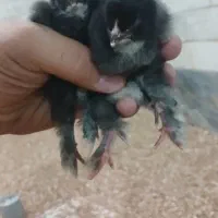 جوجه برهما بلو بلک